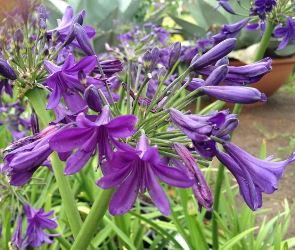 Sugar Plum™ Lily of the Nile, Agapanthus (Dark Purple, Repeat Flowering), Agapanthus hybrid 'AMPU001'
